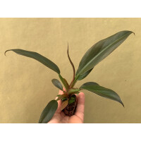 Philodendron Autumn