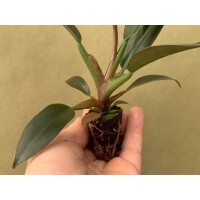 Philodendron Autumn
