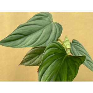 Philodendron Rubrocinctum Platinum