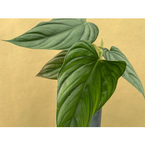 Philodendron Rubrocinctum Platinum