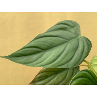 Philodendron Rubrocinctum Platinum