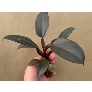 Philodendron Black Cardinal