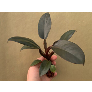 Philodendron Black Cardinal