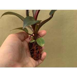 Philodendron Black Cardinal