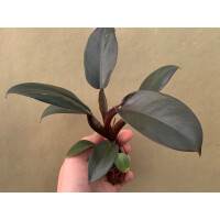 Philodendron Black Cardinal