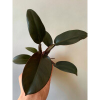 Philodendron Black Cardinal