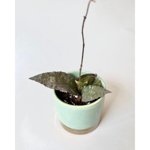 Hoya caudata Sumatra