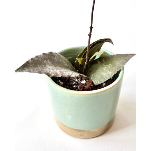 Hoya caudata Sumatra