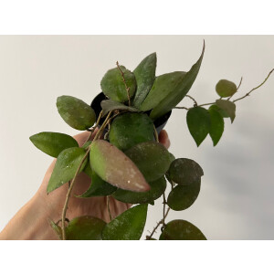 Hoya caudata Sumatra