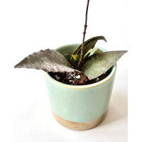 Hoya caudata Sumatra