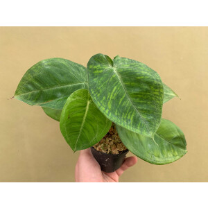 Syngonium Frosted Heart