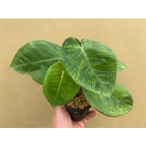Syngonium Frosted Heart