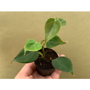 Philodendron sp. mini Morona Santiago Canyon