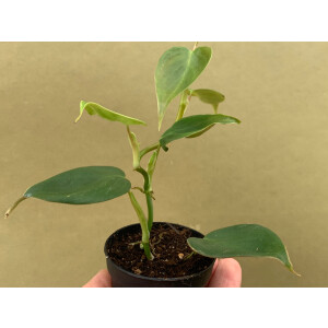 Philodendron sp. mini Morona Santiago Canyon