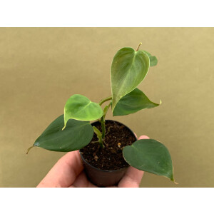 Philodendron sp. mini Morona Santiago Canyon