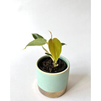 Philodendron sp. mini Morona Santiago Canyon
