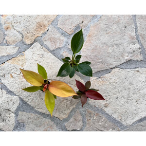 Angebot Baby Plant Mix Nr. 4 (3x Philodendron )