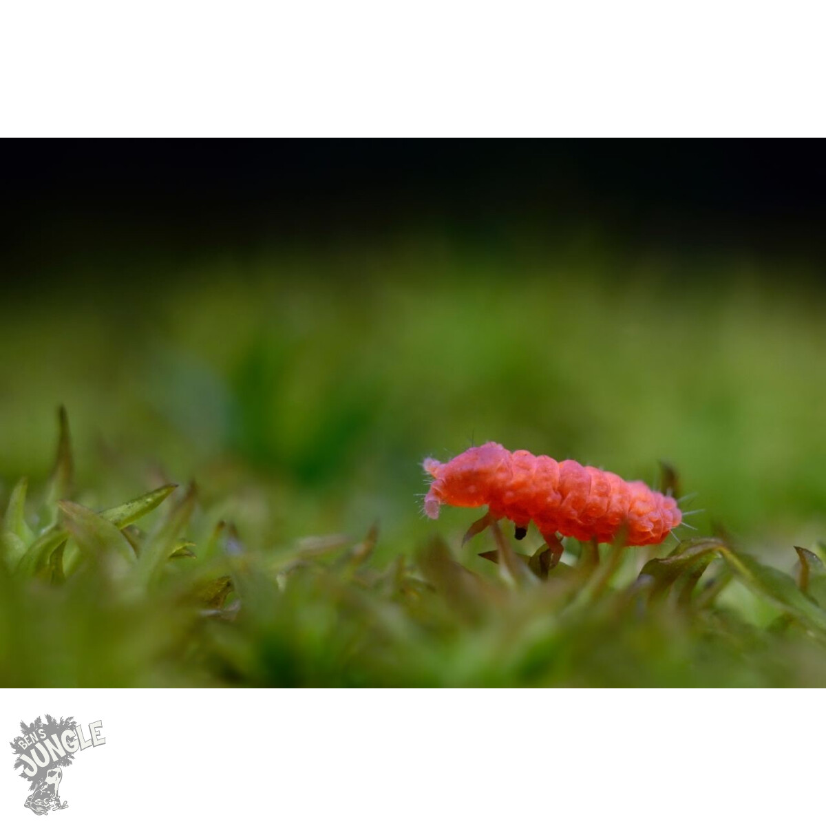 Bilobella braunerae Rote Springschwänze