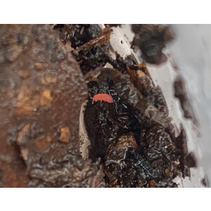 Bilobella braunerae Rote Springschwänze