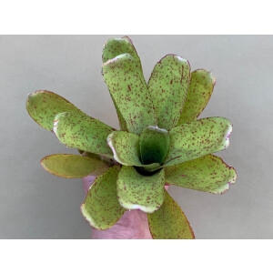Neoregelia Silent Point