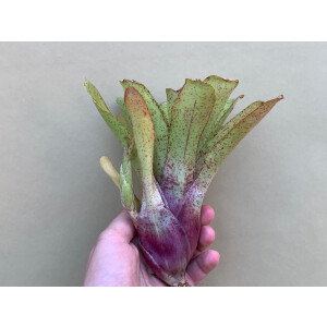 Neoregelia Silent Point