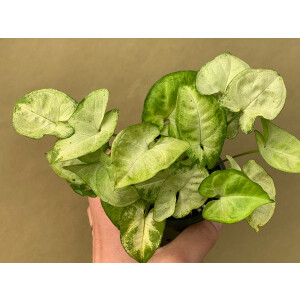 Syngonium podophyllum Kletterpflanze