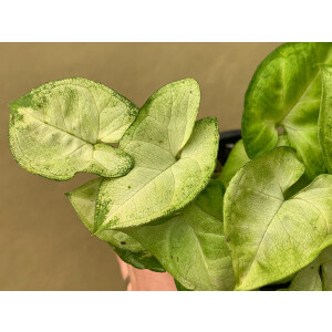 Syngonium podophyllum Kletterpflanze