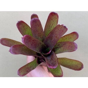 Neoregelia fireball hybrid pointed