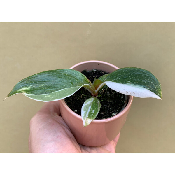 Philodendron White Knight Babyplant