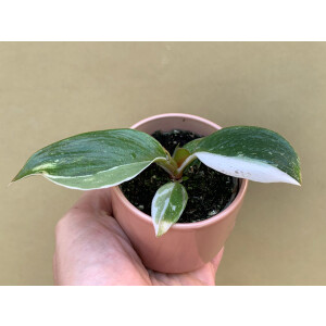Philodendron White Knight Babyplant