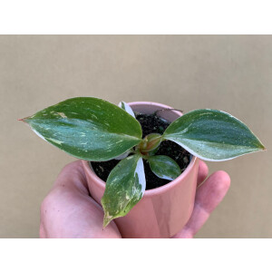 Philodendron White Knight Babyplant