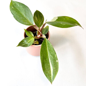 Philodendron White Knight Babyplant