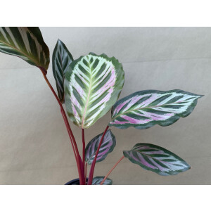 Angebot Calathea Bicajoux Evy L