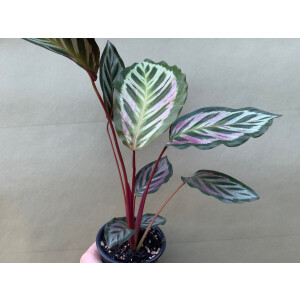 Angebot Calathea Bicajoux Evy L