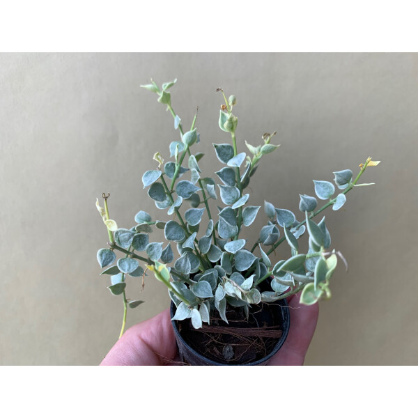 Dischidia ruscifolia variegata Million Hearts Rare Plant