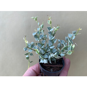 Dischidia ruscifolia variegata Million Hearts Rare Plant