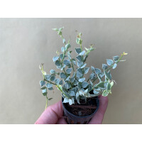 Dischidia ruscifolia variegata Million Hearts Rare Plant