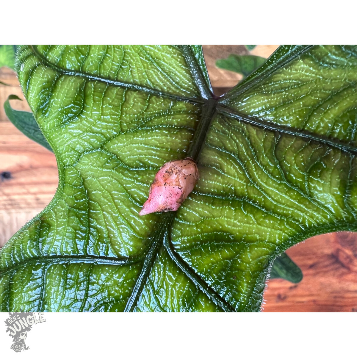 Alocasia jacklyn Bulbe box