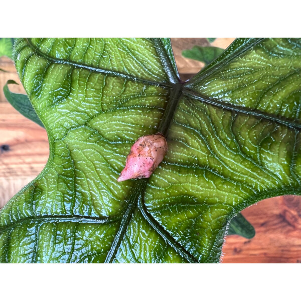 Alocasia jacklyn Bulb
