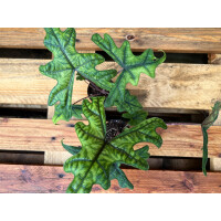 Alocasia jacklyn Bulb
