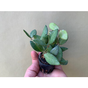 Hoya tsangii