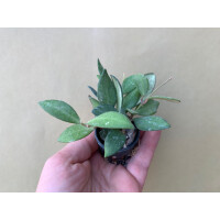 Hoya tsangii