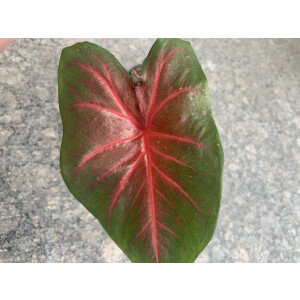 Caladium Blaze Knolle