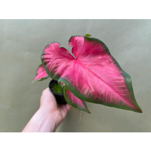 Caladium Cherry Tart Knolle