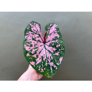 Caladium Florida Elise Knolle