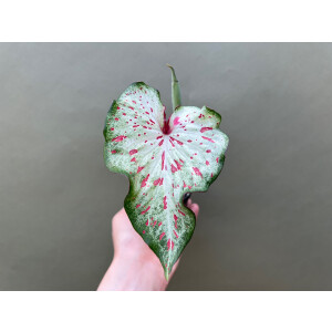 Caladium Gingerland Knolle