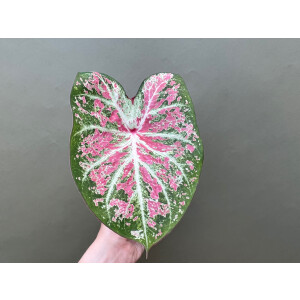 Caladium Pink Cloud Knolle