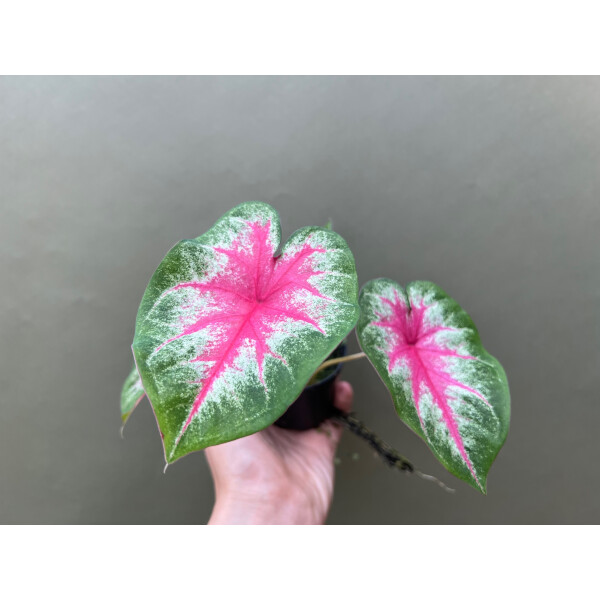 Caladium Rosebud Knolle
