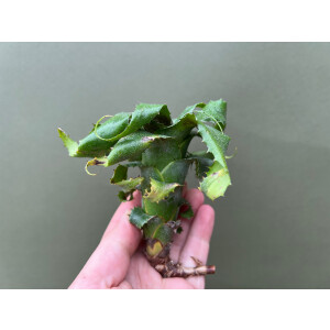 Neoregelia mooreana