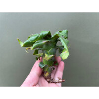 Neoregelia mooreana